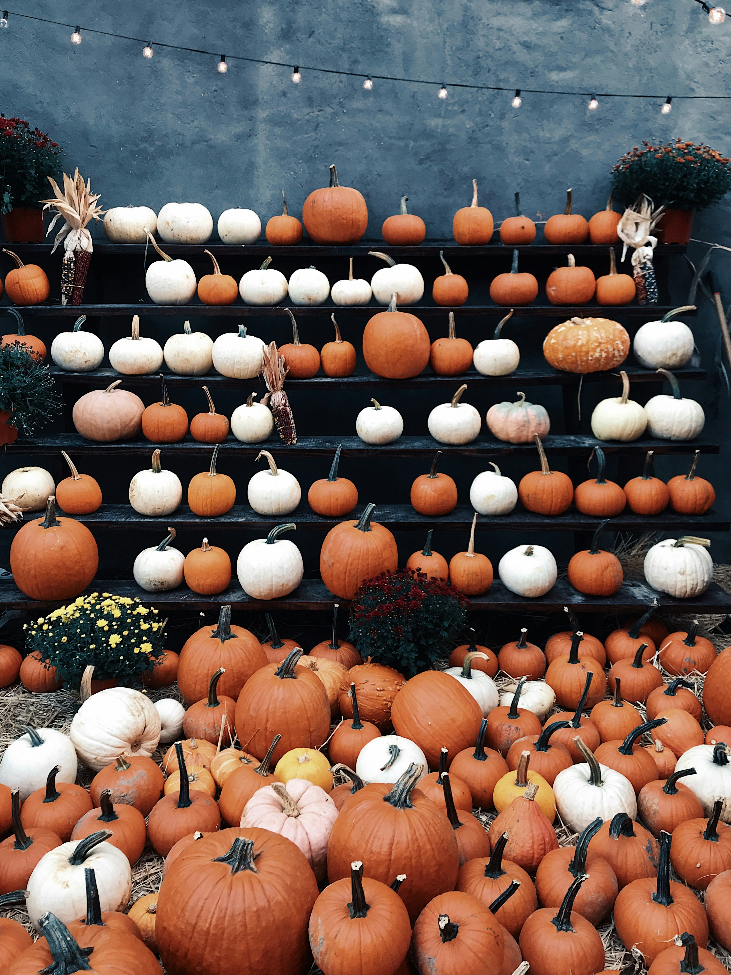 Joyeux Halloween 